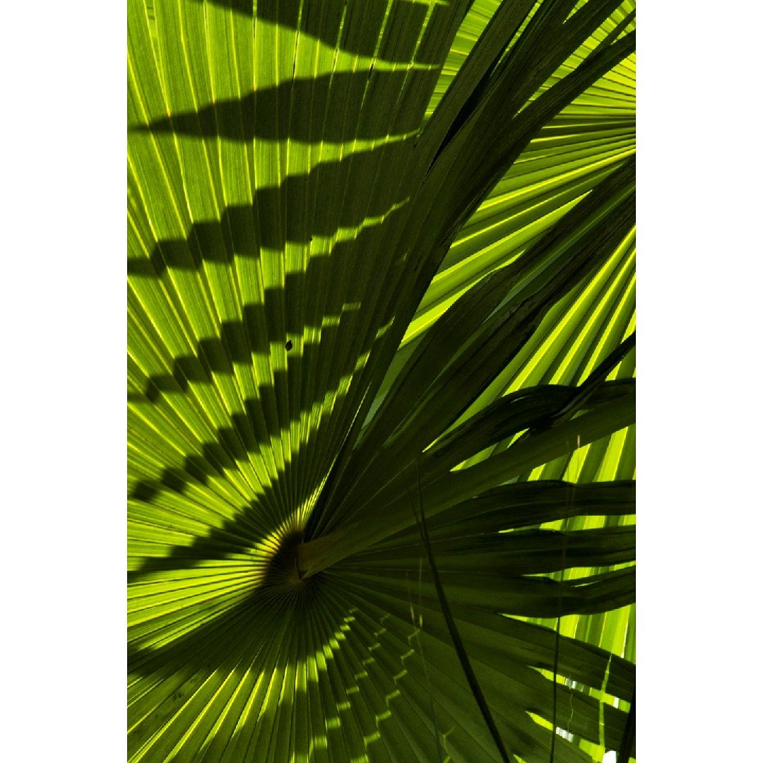Ext 217 #angatu 160317
(Angatu, Colors, 24x36cm)
.
S_Paulo Series
.
#contrast #nature #sp #brazil #brasil #br #s_pauloseries #colors #green #verde #almaboa #bemestar #felicidade #contraste #cityscape #garden #jardim #light #luz #jardin #tupi #mata #contraste #guirmano #sp11
