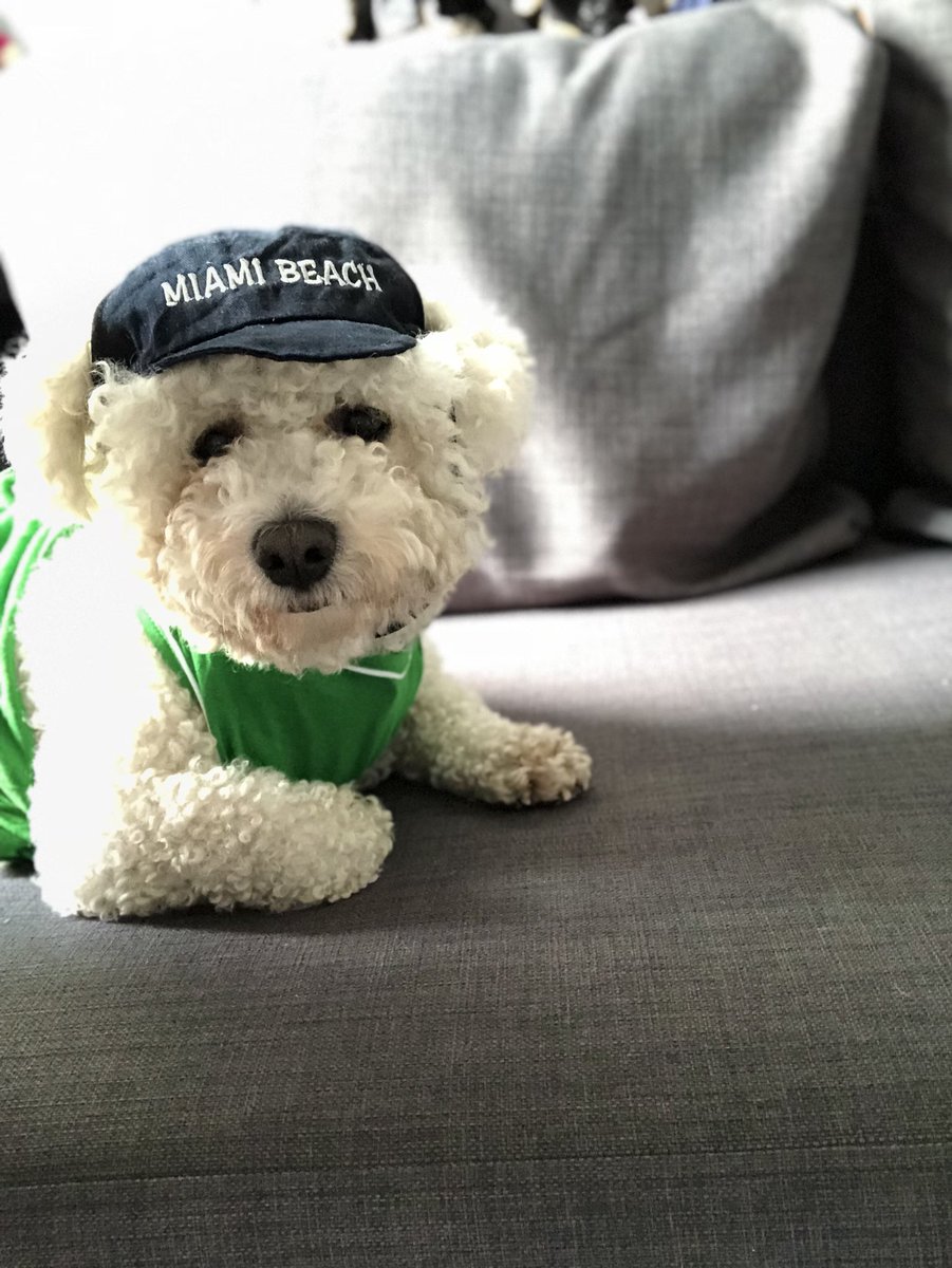 wanchanwood's tweet photo. Off to the park #walkies #playtime #basebalcap https://t.co/0A53Lt5JF0