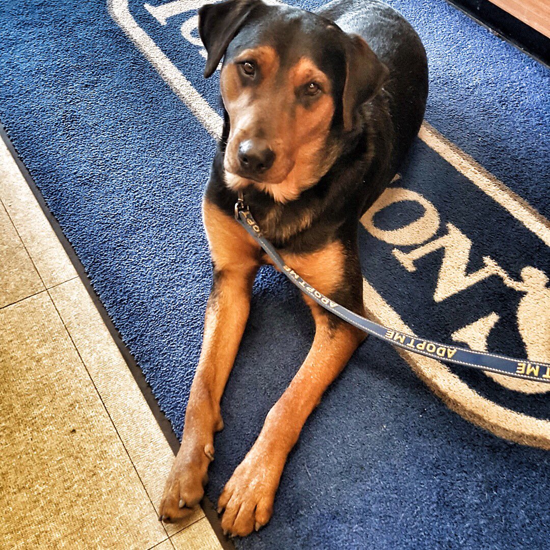 512ATXcom's tweet image. Outdoor season is here, and y’all know it’s more fun with a 4-legged friend! Enter Burton, our #dogoftheweek from @addicuslegacydr! Find out more about Burton’s adorable personality and adoption information here. 
addicuslegacy.org/Burton.html