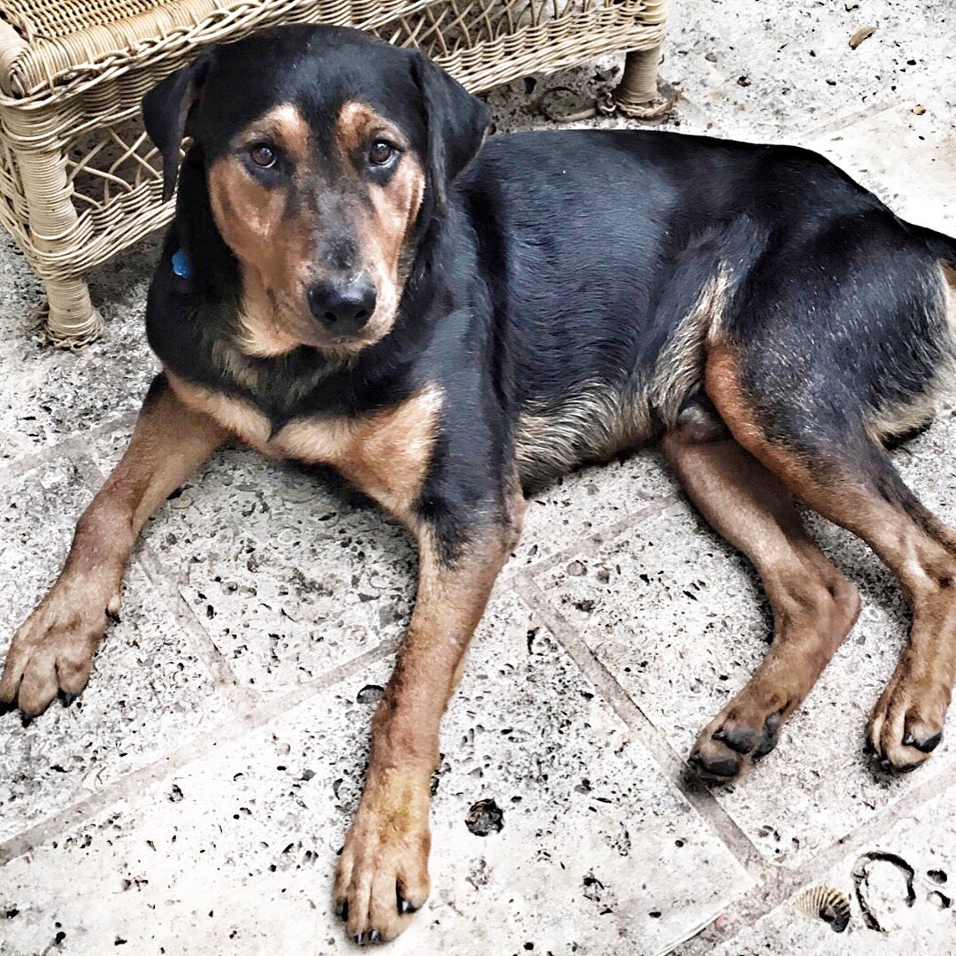 512ATXcom's tweet image. Outdoor season is here, and y’all know it’s more fun with a 4-legged friend! Enter Burton, our #dogoftheweek from @addicuslegacydr! Find out more about Burton’s adorable personality and adoption information here. 
addicuslegacy.org/Burton.html