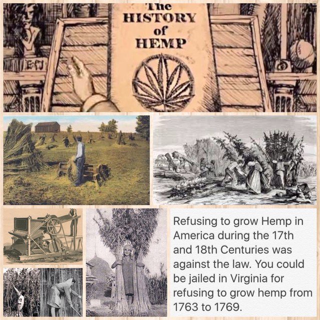 Refusing to grow #Hemp in #America in the 17th &amp; 18th Centuries was against the law. Funny old world. 😐 🌿🍃