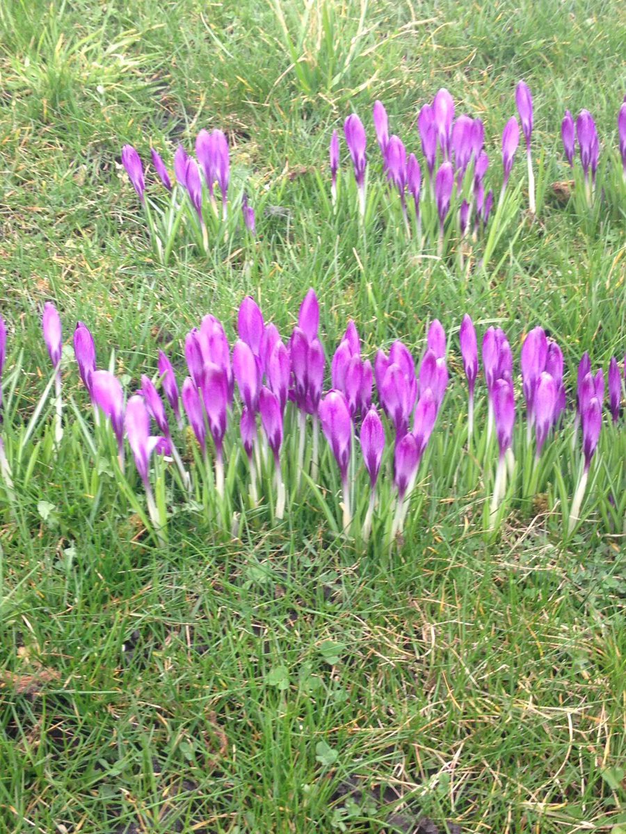 ABS_INTERACT's tweet photo. Our crocuses have finally blossomed - many thanks to @RotaryRIBI .These have been planted to raise awareness for those who suffer from polio https://t.co/OvNMl6V4Fi