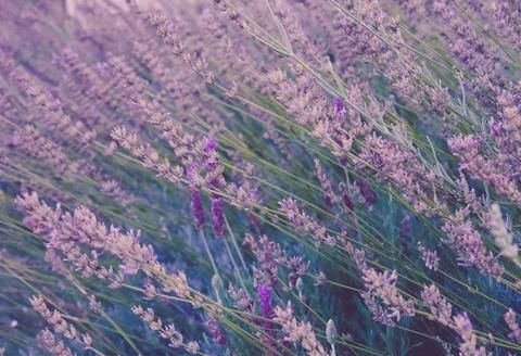 Struggling to sleep? 😴 You're not alone; in the UK nearly a third of us have suffered from insomnia. My trick is warm lavender milk - the combination is calming and comforting, and a small mug before bed really helps me drift off to sleep!  buff.ly/2IqNsgq #WorldSleepDay