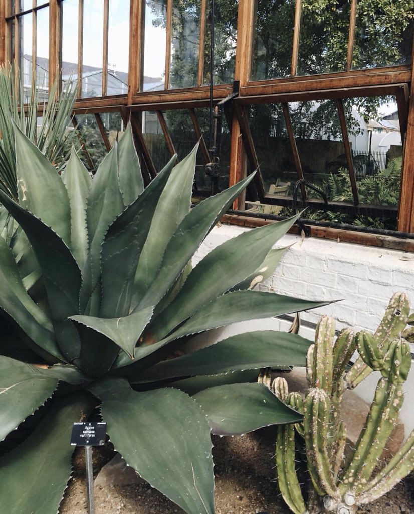 localslore's tweet photo. Currently craving: playing hide and seek in the botanical garden of #Cambridge. #localslore

#traveltips #green #flowers #plants #greenhouse #ecofriendly #explore #travel #garden #vegan https://t.co/plKOP7ZQXx