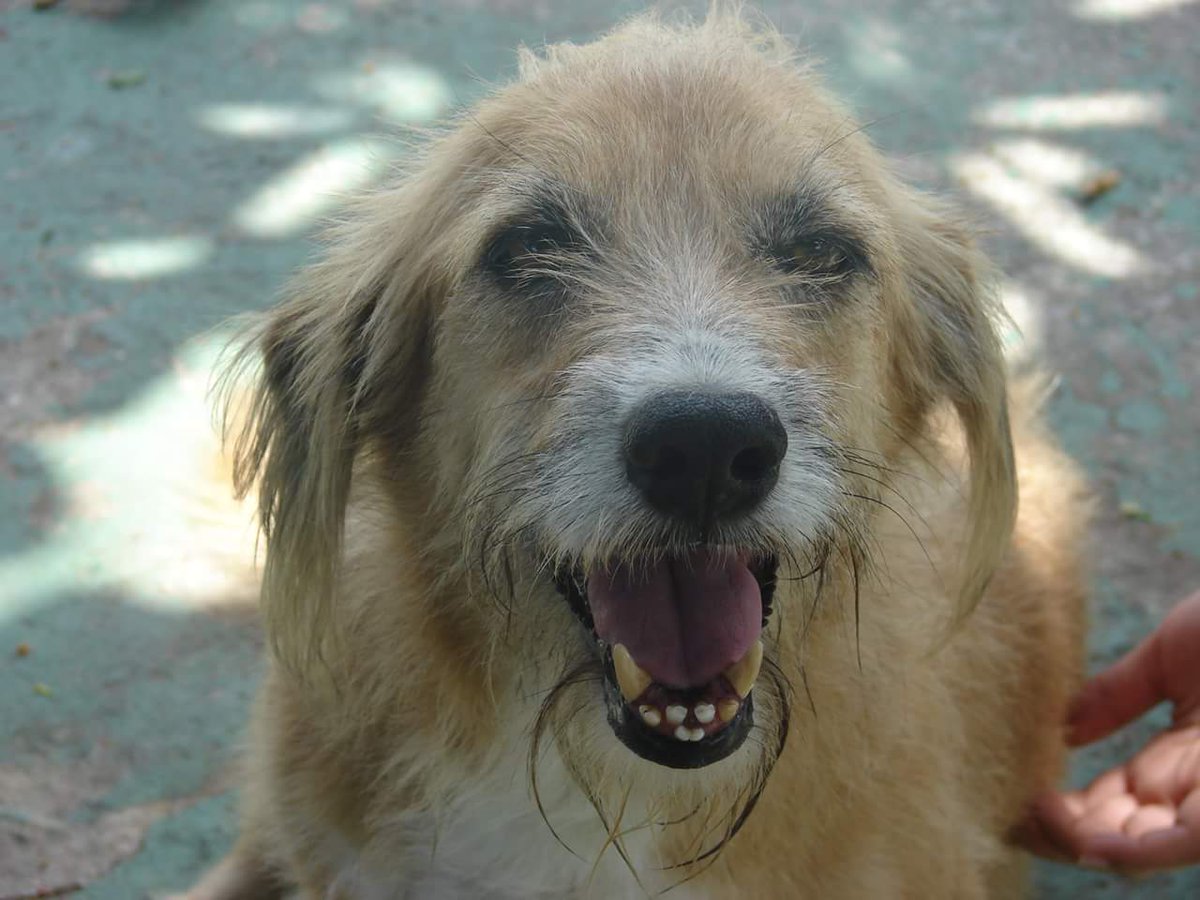 neafamaceio's tweet photo. Alguns dos nossos cães à espera de novos lares! 💕

Status: castrados
Protocolo vacinal: Em dia
Remédio de verme: Em dia
Idades: Entre 5 e 10 anos.

#Adote por #amor, não por raça. 😍 https://t.co/aq6B9D0d7X