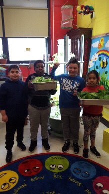 Today’s STEAM room harvest!