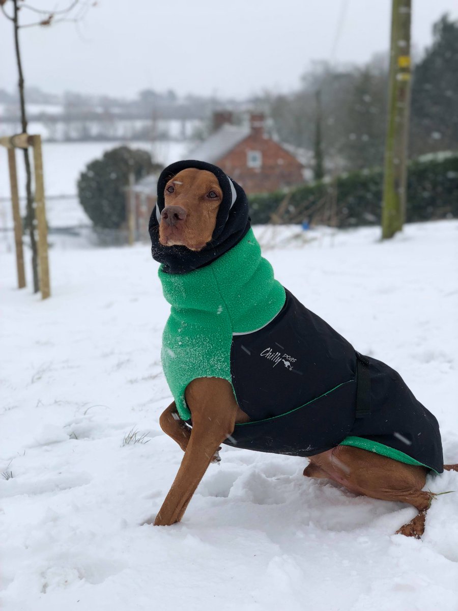 Sarah Newall's dog is looking extra cozy her retired Emerald Chilly Dogs Inc winter getup! 😁 What a beautiful photo, Sarah, thank you for sharing it with us! ❤️