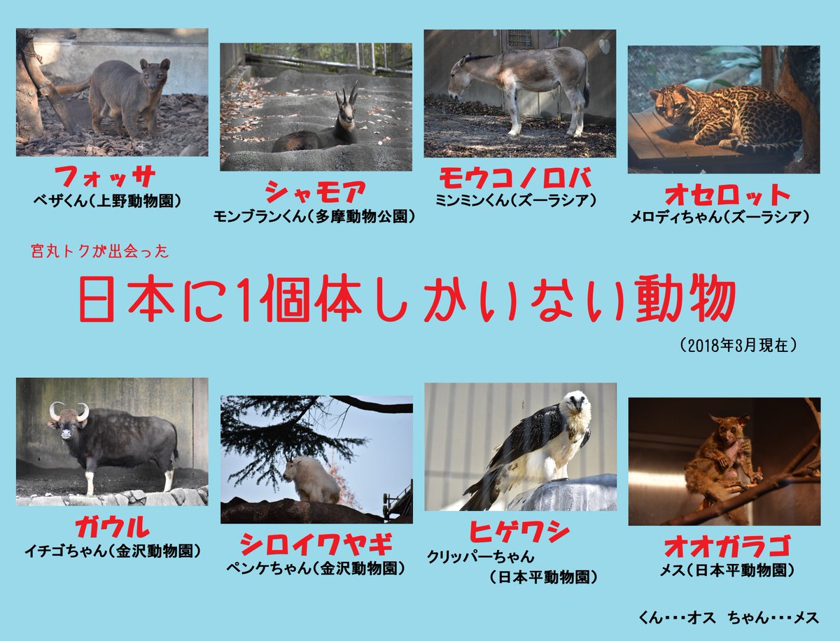 宮丸トク 不運番長 على تويتر 動物園には国内に1個体しかいない動物も多く それらのほとんどは死んでしまったら残念ながらもう日本では見ることができなくなる可能性が高いと思われる