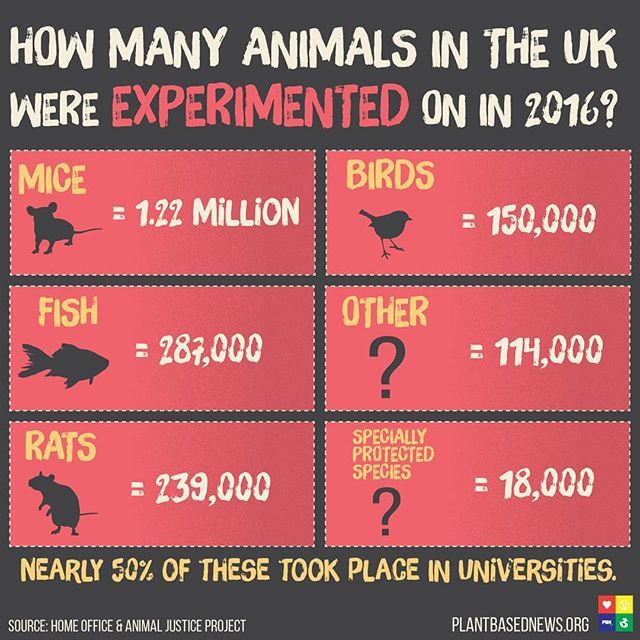 PlantBasedNews's tweet photo. Over 2 million animals were used in animal testing in 2016 - half of that took place in universities. #brutal https://t.co/GaJCE94bE7 https://t.co/lmyw4pVHPu