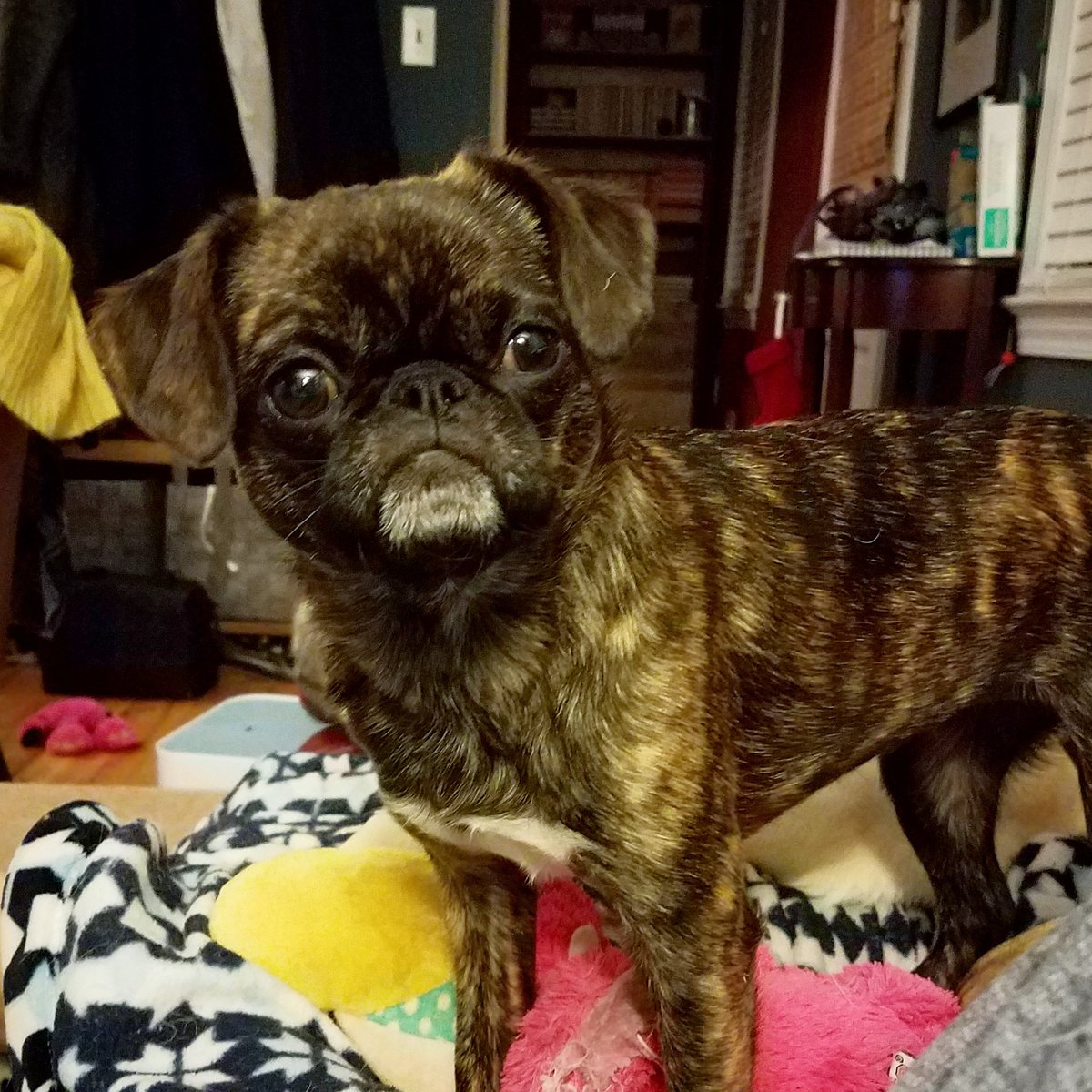 funaek's tweet photo. I know Sunny & Rosy will do fine with pupsitting grandma, but I don't know if my parents are ready for the madness that is Monkey. I'm scared for both of them. #plottingpug #troublemakermonkey #whatsgoingoninthattinyhead https://t.co/UcltiLzC7a