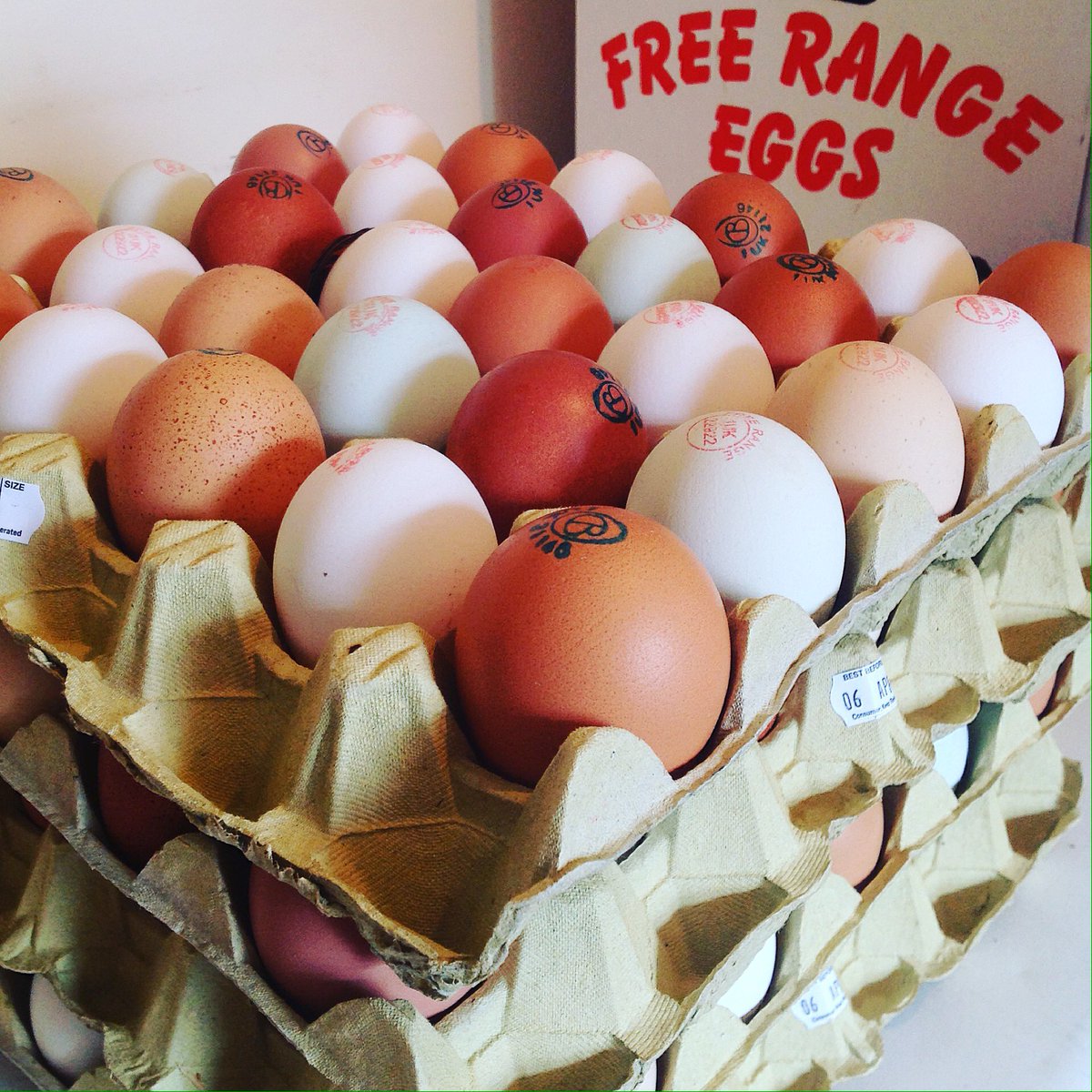 NewMacsFarm's tweet photo. Super fresh Quattros off to @HartleyFarm shop this afternoon! #HighWelfare #FreeRange #PastureRaised #RareBreed #HappyHens #Eggs #Quattros #QuattroColouredEggs #TheArlingtonWhite https://t.co/dQdkKEdTCm