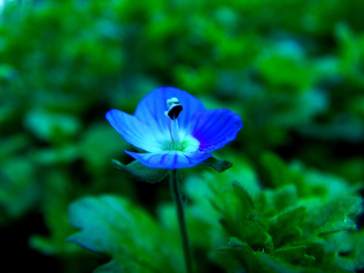 mii95730273's tweet photo. 山に生えているオオイヌノフグリ。コバルトブルーの色がきれいですが,夕方には花がほとんど落ちてしまいます。
#オオイヌノフグリ #Veronica persica #BirdeyeSpeedwell #Plantaginaceae #花 #flowers #雑草 https://t.co/BkW05Eke0Z
