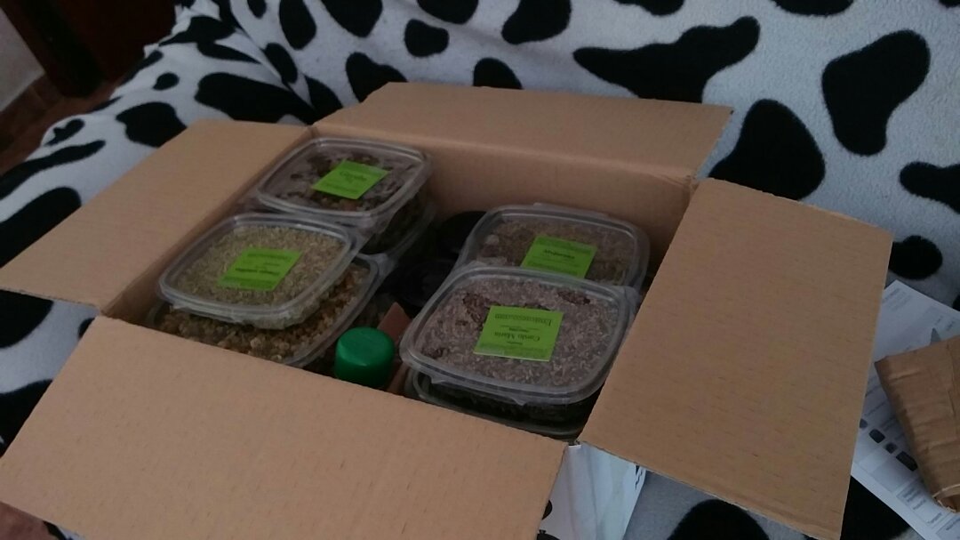Sr_Redondo's tweet photo. Sí queréis comprar hierbitas @frutoseco_com tiene casi todas. El envío ha llegado en 24h.

Quizá demasiado plástico 🤔 https://t.co/ZHhvczv7Zv