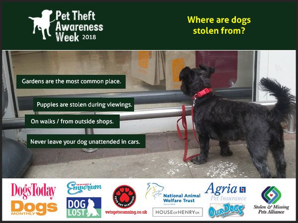 pettheftaware's tweet photo. Where are dogs stolen from? Often by opportunist thieves finding unattended dogs at shops, in gardens or cars. Professional gangs are targeting specific breeds. Pls think about how your dog could be stolen and see if there is a way to prevent this crime. https://t.co/Or6XQzPtPZ https://t.co/LJqh7hlt7W
