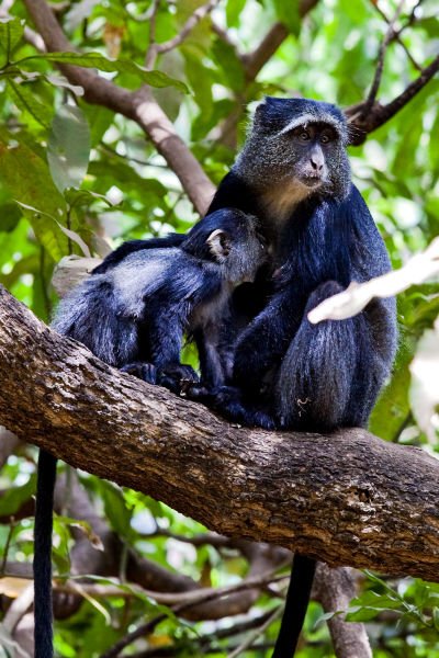 #60 Blue Monkey

Blue monkey is otherwise called 'Diademed monkey" referring to a diadem-like, whitish or yellowish marking on its forehead.