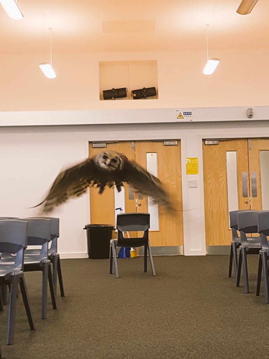 Hathershaw_Sci's tweet photo. Animal roadshow and falconry returns to Hathershaw! Thank you @JamesZoologist #Falcon #Owl #Megabeasts ππ¦π¦
π¦ https://t.co/5TLeJsB5Hx