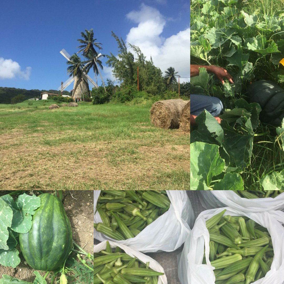 MorganLewis_BB's tweet image. Freshly harvested vegetable sale! Come see us next Saturday 24th March from 7am - 5pm near the #windmill at #morganlewis, near Shorey, St Andrew #barbados #barbadoshour #vegetables #farmsale #farmtotable