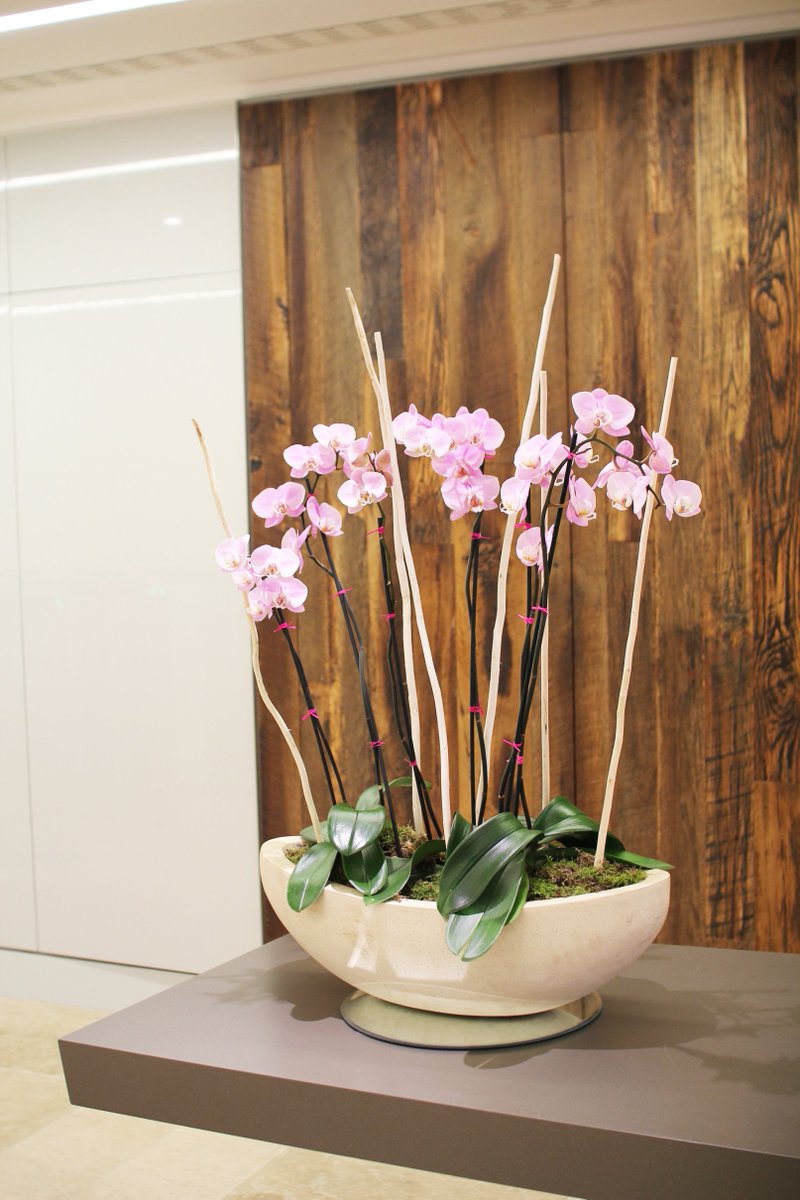 PlantDesignsLdn's tweet photo. Dress your desk for success. Our interior plants will help you make the right first impression. https://t.co/qEfbuuFmfN https://t.co/DXSfLALxTX