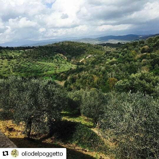 #Repost @oliodelpoggetto (<a href="/get_repost/">Repost</a>)
・・・
Our olive grove #olivegrove#uliveto#Toscana#Maremma#Tuscany#olives#ilpoggettodimezzo#oliodiolivaextravergine#extraverginoliveoil#Italy