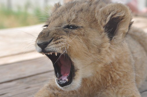 AngelaHRUK's tweet photo. Would you like to be a software Zoo Gatekeeper in Test?  Bromium #Cambridge is hiring for a Malware Simulation Tester #QA #Python #Automation #TestAutomation #PythonScripting #AutomatedTest #Testing #micro-vm #cpp #cplusplus #javascript https://t.co/Oiw0FdlE2O