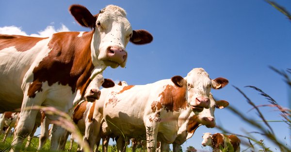 ChezzaD84's tweet image. Quality needs Compassion. Tell Parmigiano Reggiano producers to put cows back on grass thndr.me/DWcziL