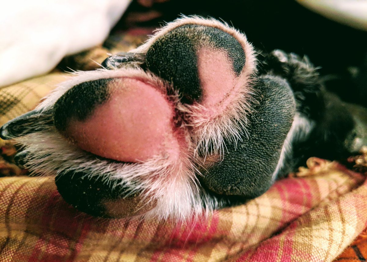 maxxipaws's tweet photo. Our Very Own Much Loved maxxipaws... A.K.A Tess <3 Happy Weekend
#happyweekend #tgif #friday #fidofriday #fido #dogs #dogsarefamily #lovedogs #doglovers #mydog #dogspaws #happydog #sleepingdog #lovemydog #maxxidog #maxxipaws https://t.co/WphCWCybaz