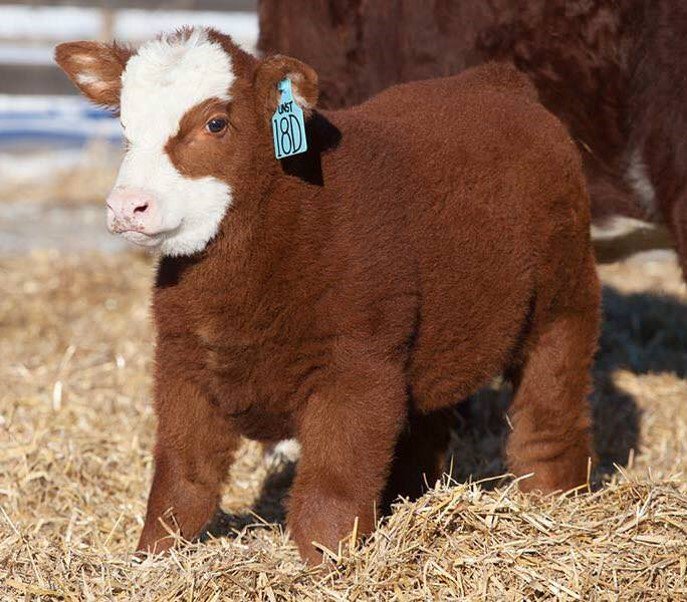 May this adorable baby cow lead you into an amazing Spring Break.