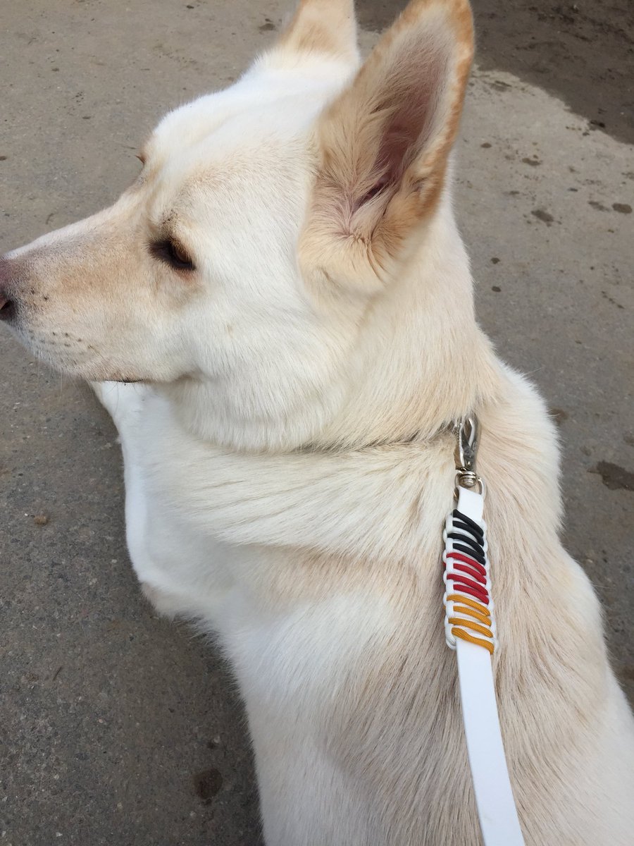 abanddogware's tweet photo. Endlich Freitag 🐶 #hundeleben #ff #weekend #leash #collar #dogoftheday #dogsoftwitter #halsband #leine #Germany #wmedition #WM2018 https://t.co/TXRSBpprLC
