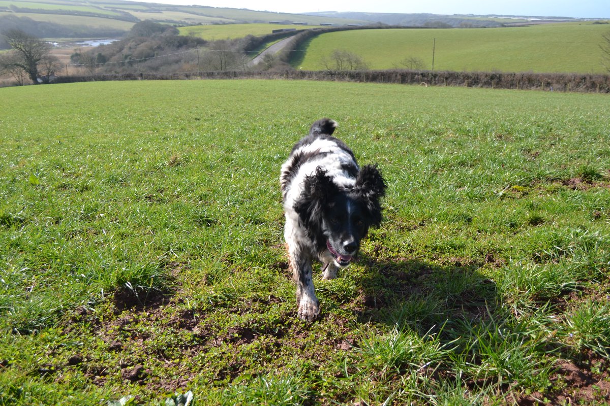 Capestone Farm tweet media