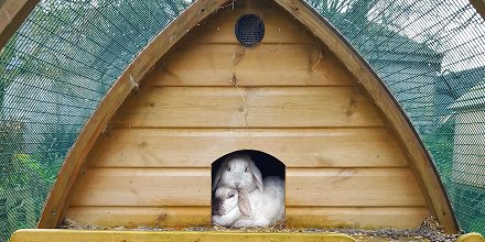 framebow's tweet photo. A day of sunshine and showers - sometimes it's better just to look out and not go out! 🤣🐇🐇#FridayFeeling https://t.co/zkAmie7QHo