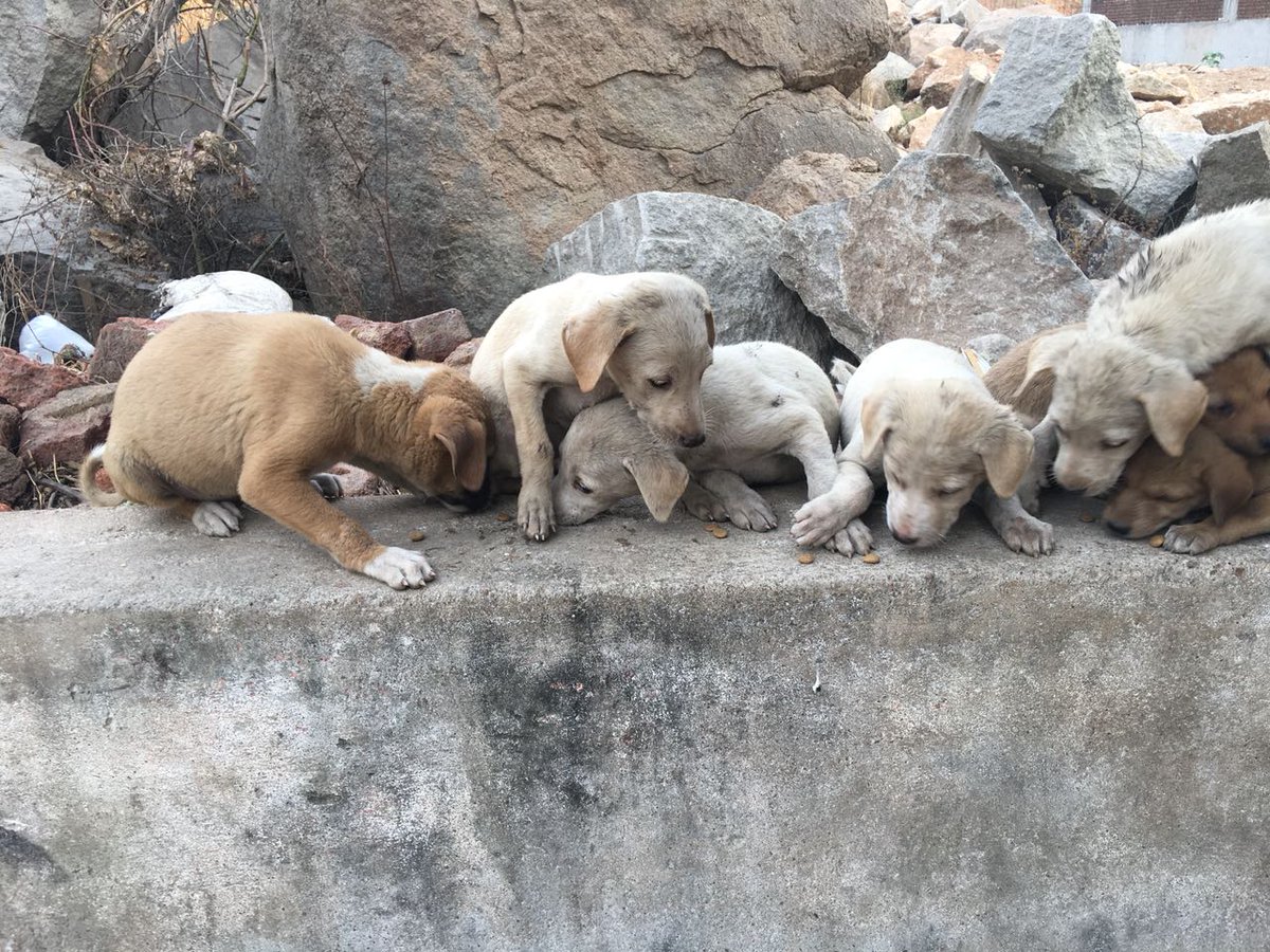 abandoned animal rescue