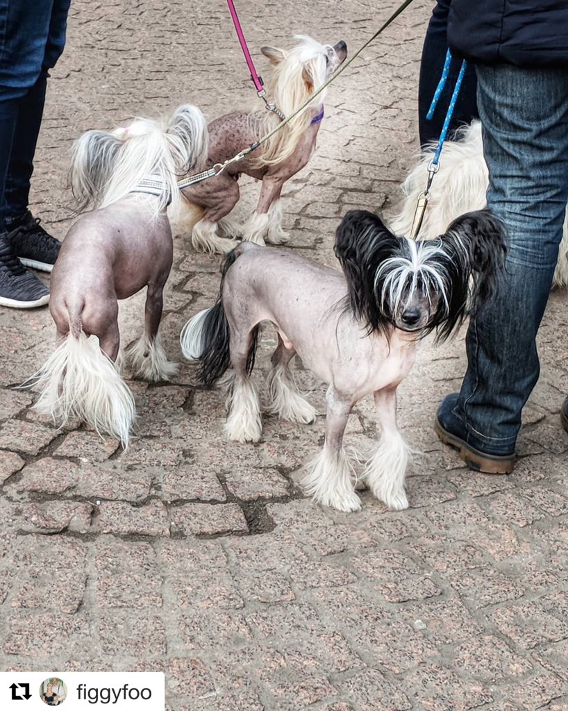 sanshui596's tweet photo. Photo credit #figgyfoo
Chinese crested hairless dogs in Cambridge, they hissed at Tottie and Flick according to #FiggyFoo #chinesecresteddogs #chinesecrested #hairless #dogs #hissed #cambridge #chinese #lovedogs https://t.co/aNHFWMCUXQ