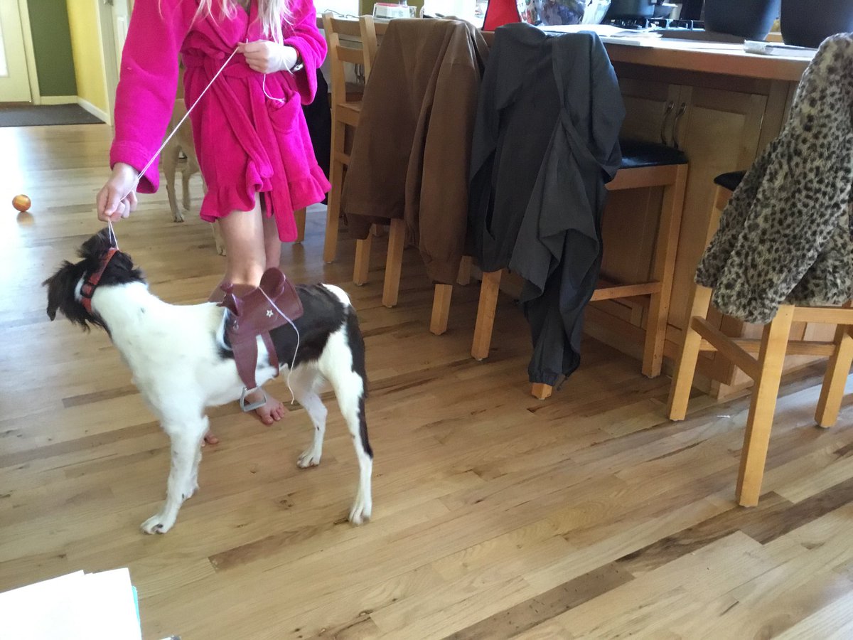 lhc1944's tweet image. Granddaughter Adeline with unhappy saddled Brittany.