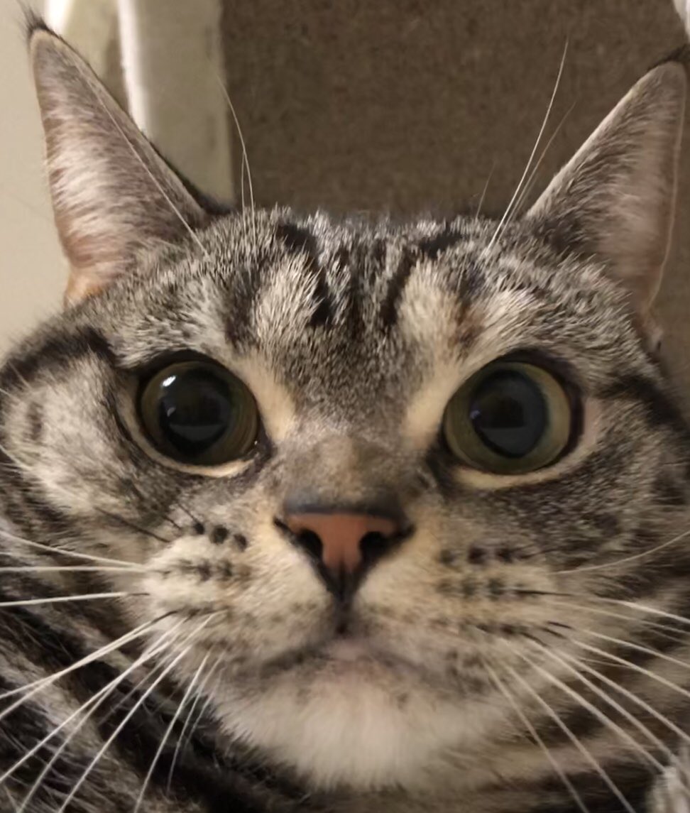 maru12BY's tweet photo. このアカウントの最初のツイートは何にしようか考えた結果 https://t.co/sxDTMrIgrL