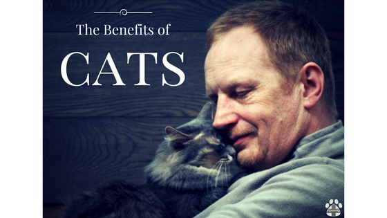 ProPetHero's tweet photo. Benefits of CATS! #cats #catsoftwitter #ilovecats #ilovemycat #catfirstaid #catsitter #crazycatlady #ProPetHero https://t.co/gTxqbTis3y https://t.co/akFixwvuof