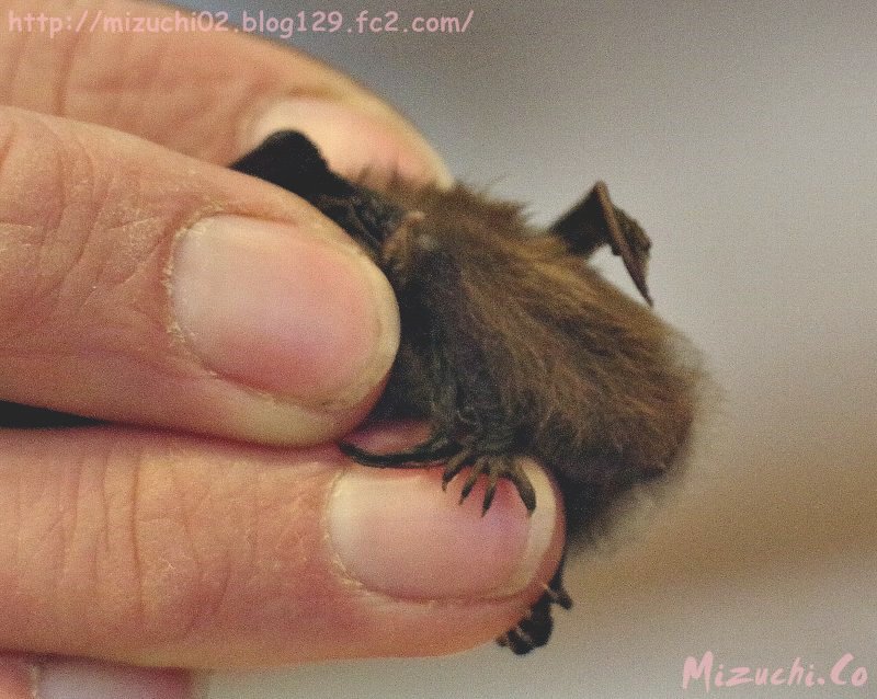 蛟 みずち A Twitter クールアブラコウモリ 英名 Kuhl S Pipistrelle 可愛い足 コウモリの触り心地は小さいネズミのような柔らかい毛でした 私が触った時は寝起きで体温は低かったですが起きてくると体温が上がる 3 14撮影 スイス Zoozuerich チューリッヒ