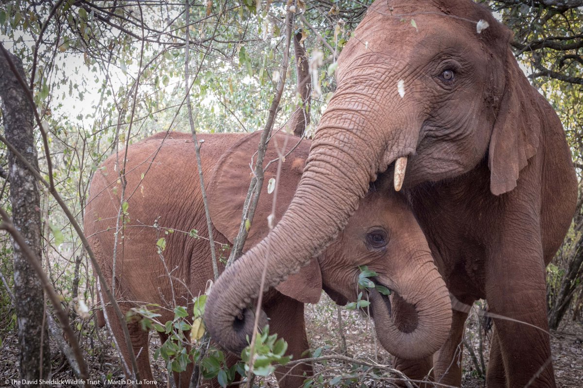 SheldrickTrust's tweet photo. Happy birthday Mbegu! 🎂 🎉 A very special four year old, Mbegu is the anchor of our Nursery orphan elephant herd &amp; the key to the success of the orphans around her who she loves to mother. Read more about this wise calf with a fighting spirit: https://t.co/WfA29I295k https://t.co/chJKDqWCAI