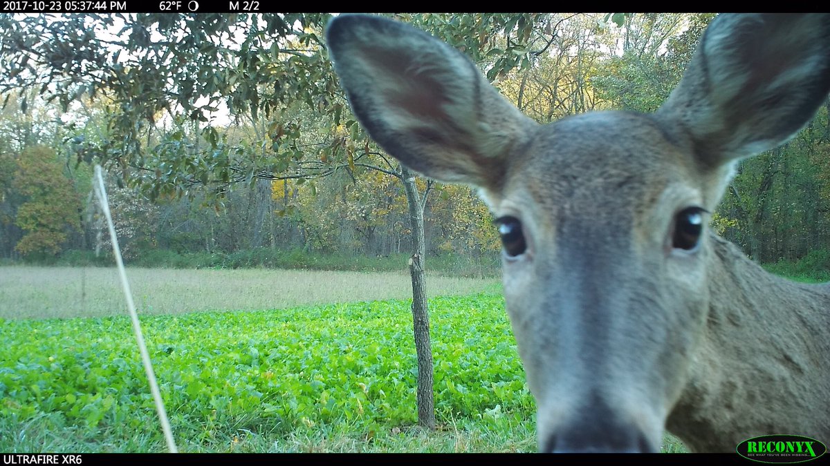 Getting this close to the weekend! RT if you’ll be looking through trail cam pictures or looking for sheds!