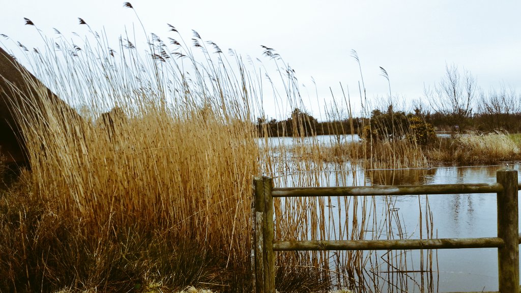 Year 11 GCSE art pupils visit Castle Espie. Cold, wet and still great!