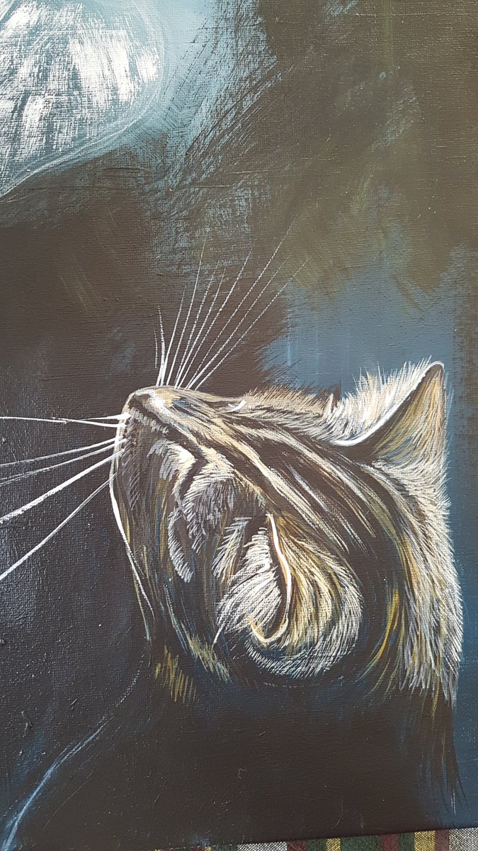 mandalicious34's tweet photo. #meow  kitty done https://t.co/MFDybZTYfg