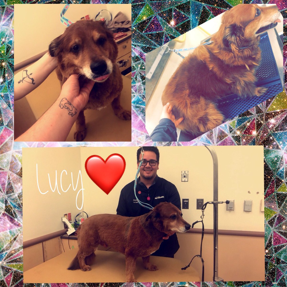 #northeastgrooming #store1669 #epa groomer: Xavier , Category: Extreme Makeover <a href="/monicalovespets/">PetSmartNortheast</a> <a href="/ssklr11/">Kristie Reisenweaver</a>