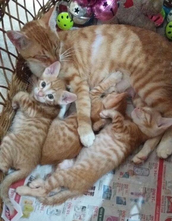 catlovers76's tweet photo. So much orange!! https://t.co/YC8VqaMFor