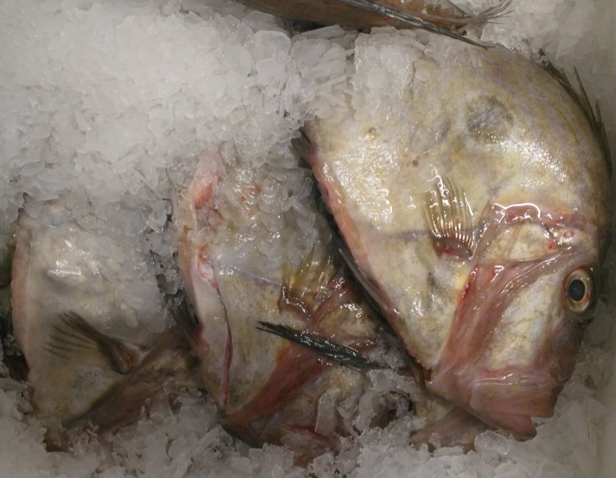MCBSeafoods's tweet photo. Lovely, south coast John Dory! #versatilefish #johndory https://t.co/I5v0hRWJiI