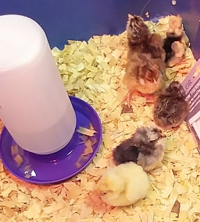 scienceatspeas's tweet image. 6 chicks in the brooder, 2 hatchlings &amp;amp; 3 more pipping.@SpeasGlobal #ExpModelDemo