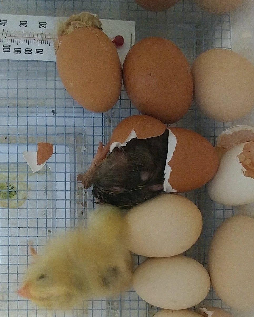 scienceatspeas's tweet image. 6 chicks in the brooder, 2 hatchlings &amp;amp; 3 more pipping.@SpeasGlobal #ExpModelDemo