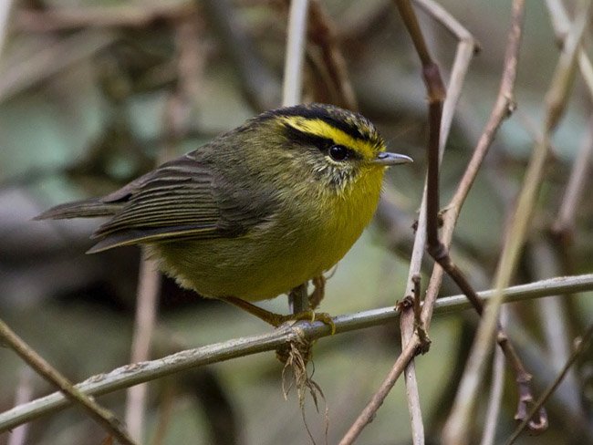 everybird (retired) tweet media