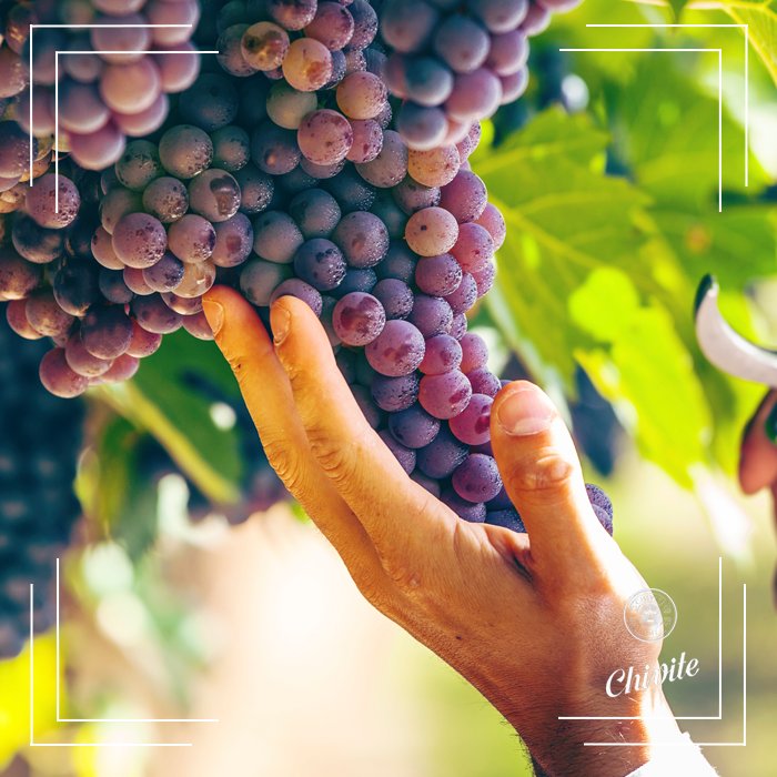 La calidad y el esfuerzo siempre obtiene como resultado el éxito. ¿Lo comprobamos con un Chivite?  #vino #vinotime #vinoespañol #wine #winelover #winetasting #winetime #winery #ilovewine #winelife #vineyard #chivite #disfrutatuchivite #compartetuchivite #gourmet