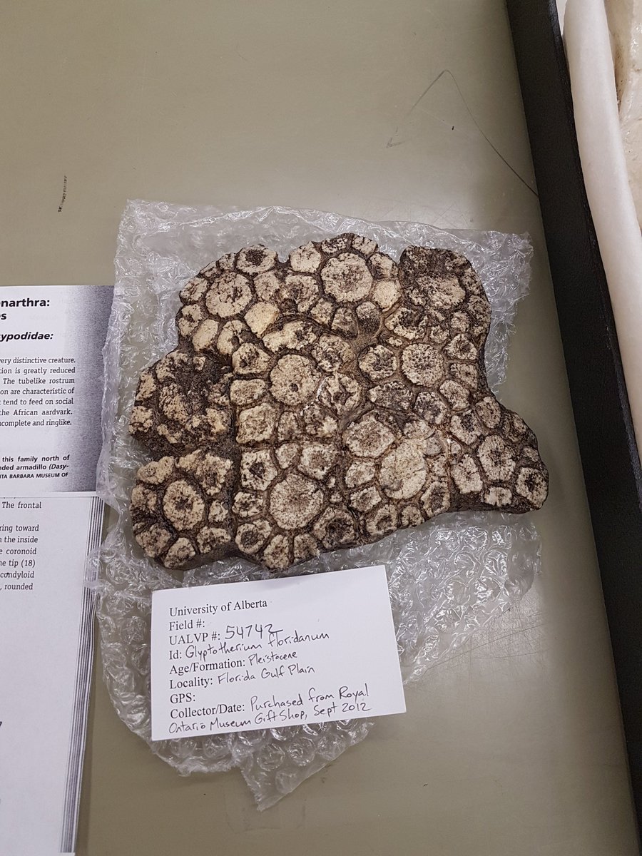 MarkPowersJ's tweet photo. #FossilFriday you're back so soon! Well #PALEO419 has got your fix! This week students learned about awesome mammals such as Xanarthrans. Featured is the skull of a giant ground sloth, Glossotherium (left) and the osteoderms from the armadillo relative, Glyptodon (right). https://t.co/WhxsynSp8V