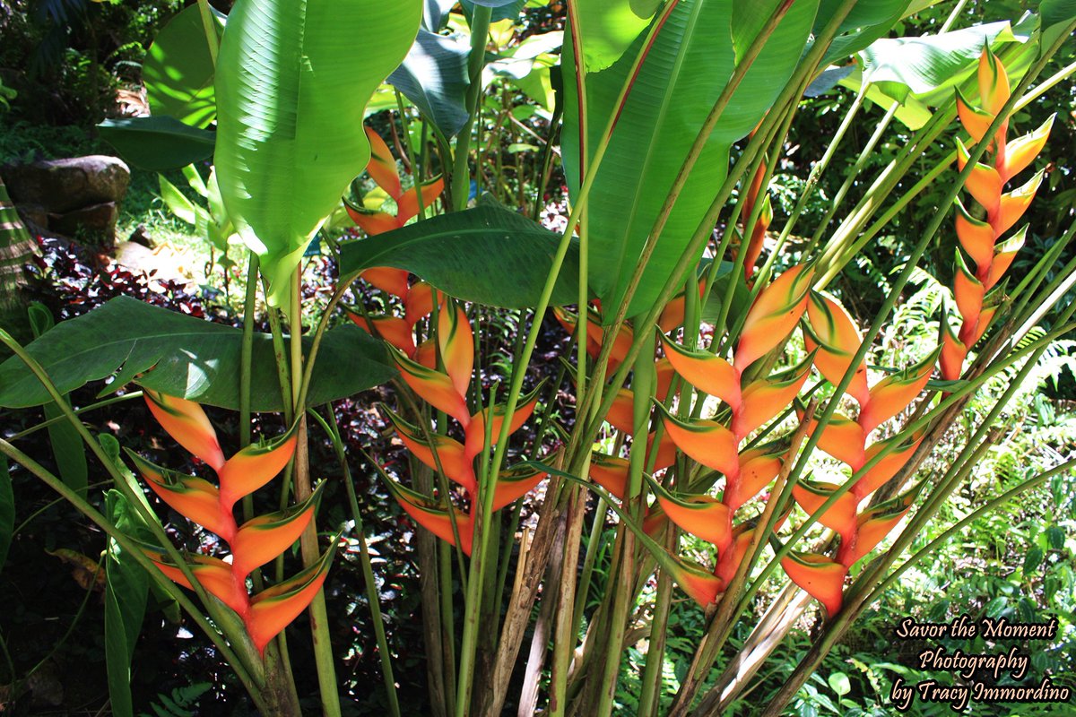 Heliconia at the Hawaii Tropical Botanical Garden located on Old Mamalahoa Hwy in Papaikou, Hawaii
savorthemomentphotography.com/hawaii-tropica…
#HawaiiTropicalBotanicalGarden #Paradise #Heliconia #naturebeauty