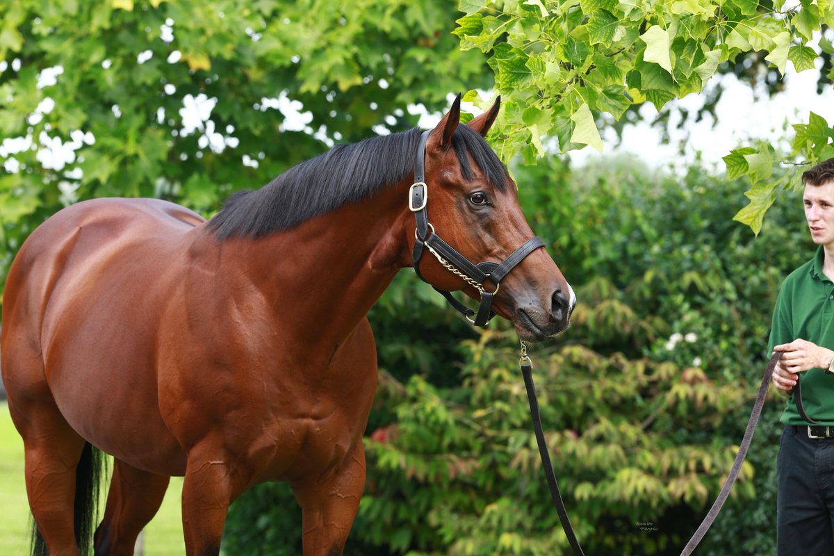AgaKhanStuds's tweet photo. Yet another 3yo winner for #Siyouni as his son Billabong Cat broke his maiden at Fontainebleau today. Congratulations to his connections ! #Sireonfire #Sourceofwinners https://t.co/FFYpOPEDId